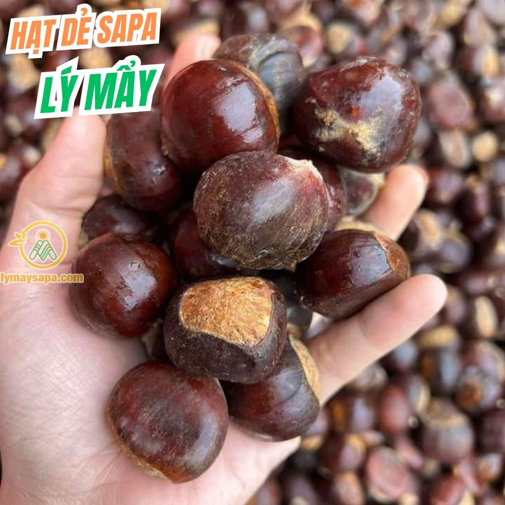 Cách chọn hạt dẻ Sapa ngon chuẩn 2025