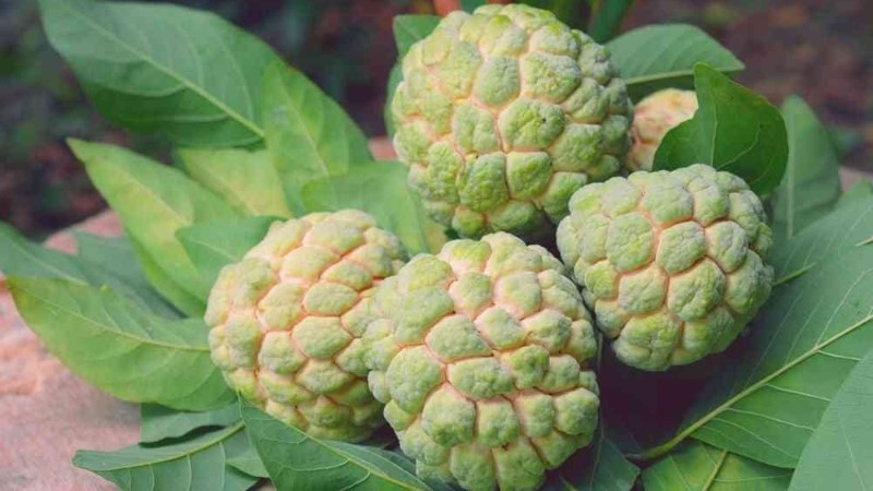 Dựa vào hình dáng