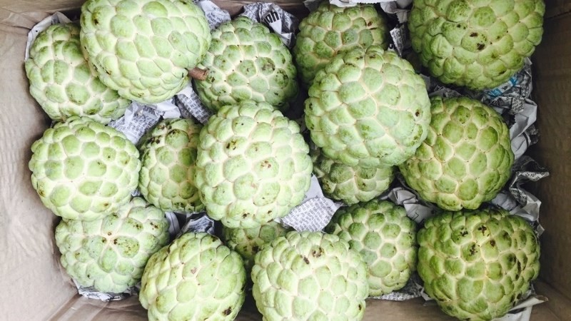 Cách bảo quản na trong điều kiện thường