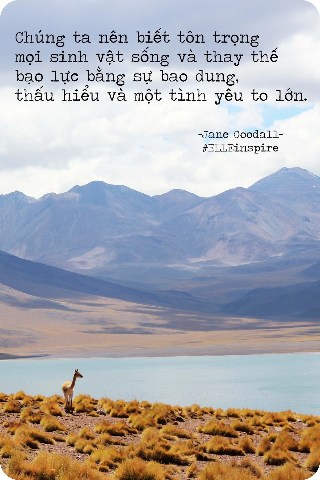 Jane Goodall kêu gọi tôn trọng mọi sinh vật sống
