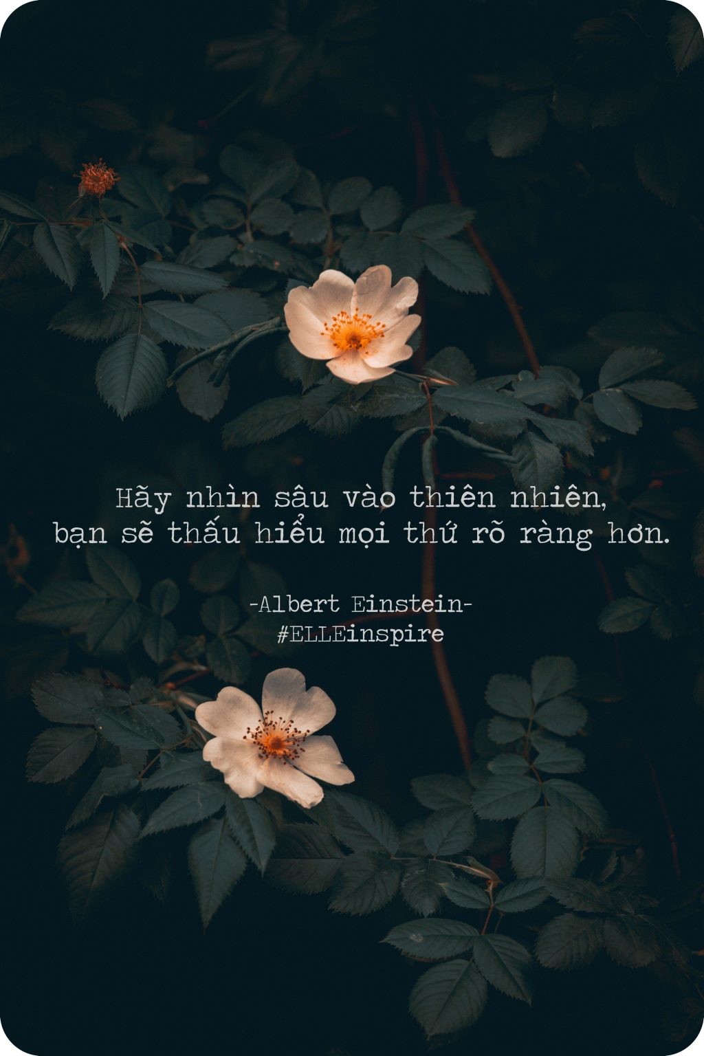 Lời khuyên của Albert Einstein về việc quan sát thiên nhiên