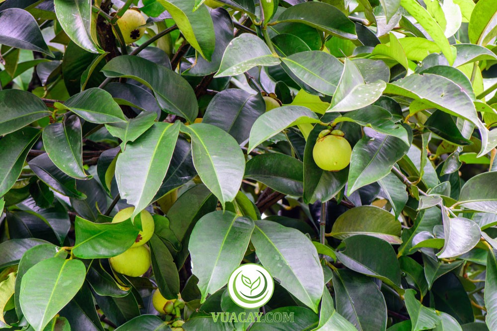 Cây măng cụt con cần được che bóng trong giai đoạn đầu