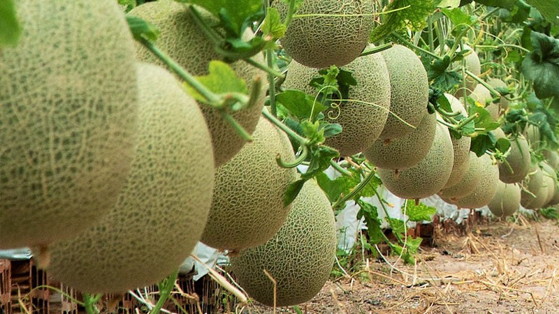 Dưa lưới vốn là cây ưa sáng nên bạn nên trồng cây ở những vị trí có nhiều ánh sáng