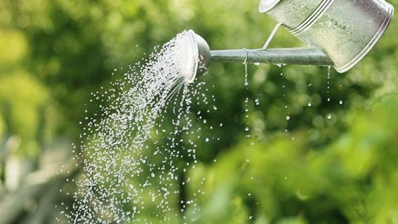 Dưa lưới cần được tưới nước hàng ngày để đảm bảo độ ẩm phát triển