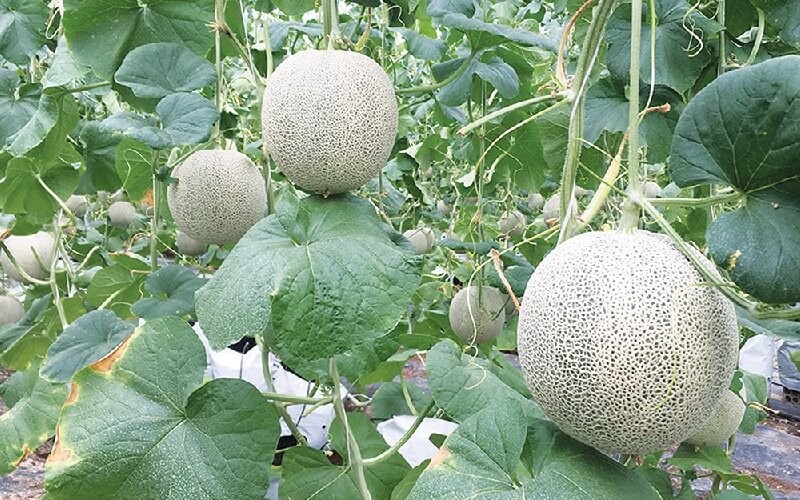 chi tiet cach trong dua luoi dung ky thuat nang suat cao 202202150910267024 1