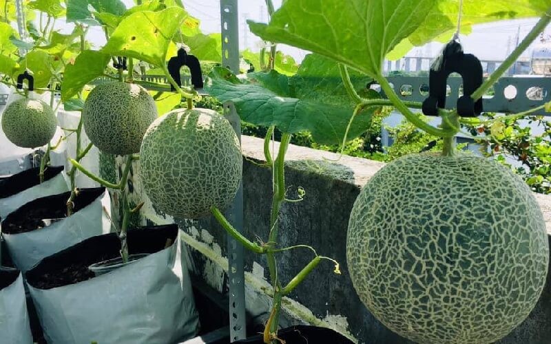 Dưa lưới trồng trên sân thượng nếu được chăm sóc tốt sẽ cho trái to, ngọt