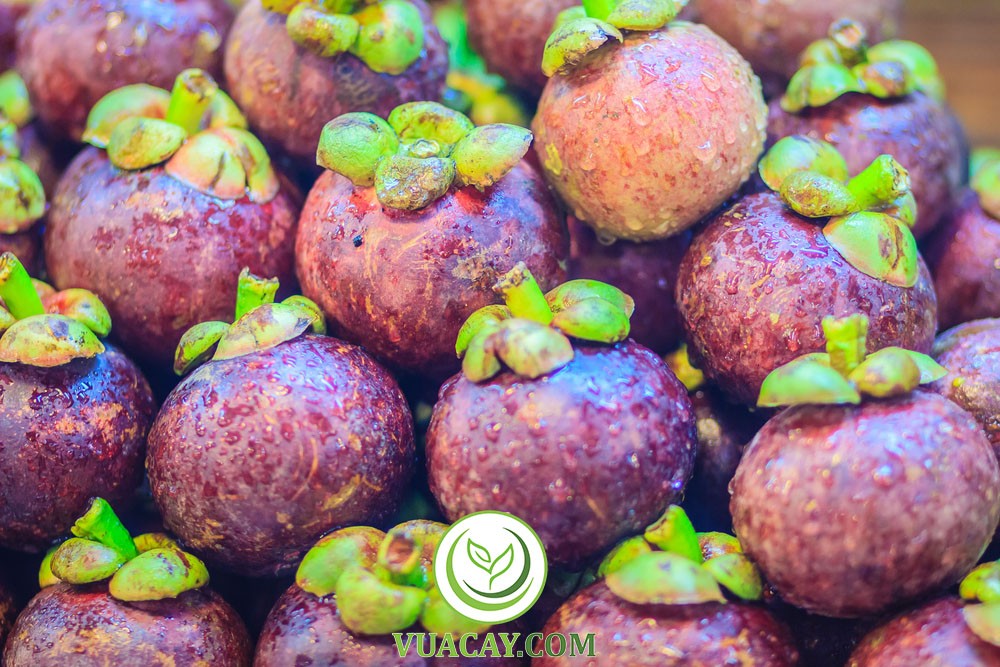 Cây giống măng cụt ghép giúp rút ngắn thời gian thu hoạch