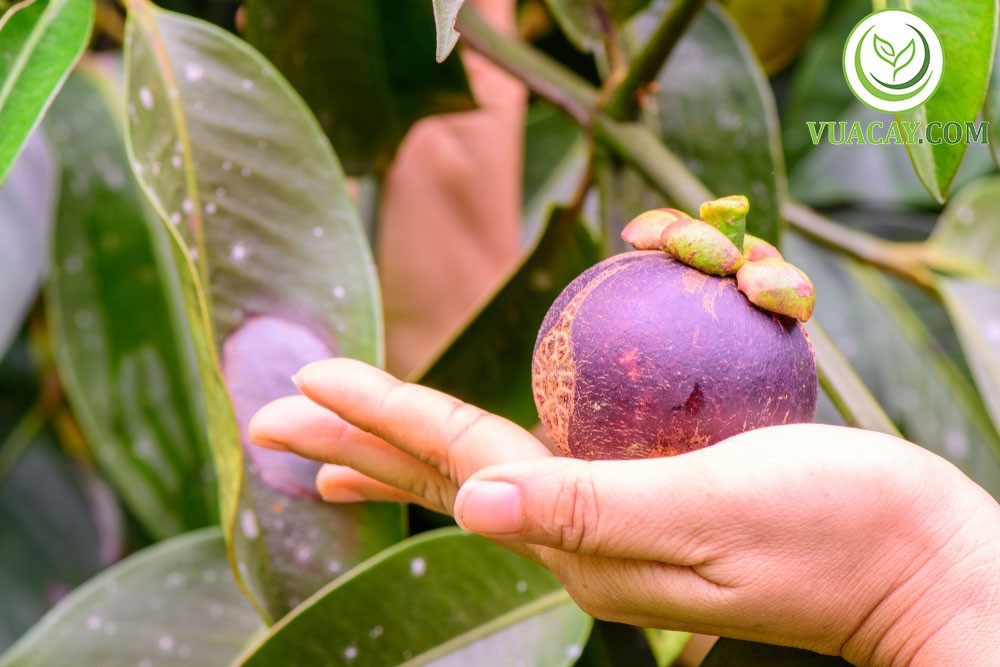 Hình ảnh quả măng cụt chín mọng hấp dẫn với vỏ tím ruột trắng