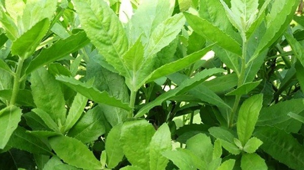 Top 23 loại rau thơm phổ biến ở Việt Nam và tác dụng đối với sức khỏe - 23