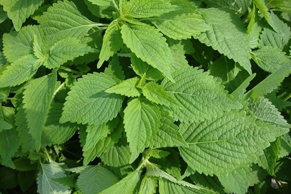 Top 23 loại rau thơm phổ biến ở Việt Nam và tác dụng đối với sức khỏe - 7