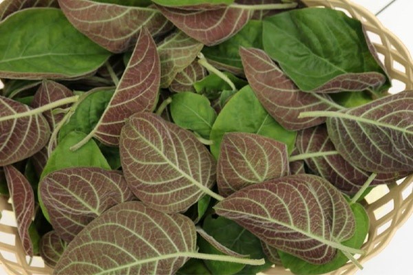 Top 23 loại rau thơm phổ biến ở Việt Nam và tác dụng đối với sức khỏe - 20