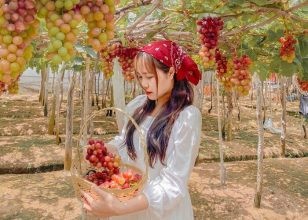 Nên mua nho tại các nhà vườn uy tín tại Ninh Thuận