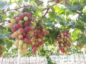 Nho hồng Ninh Thuận thuôn dài, ngọt và ít hạt