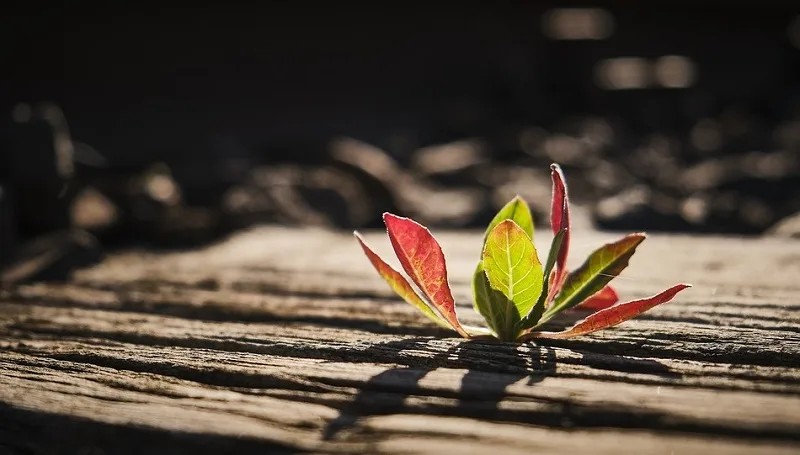 Tổng hợp STT đời người ngắn ngủi và những câu nói hay về sự vô thường