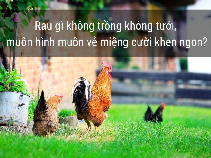 Khung cảnh bình yên của làng quê với vườn cây ao cá