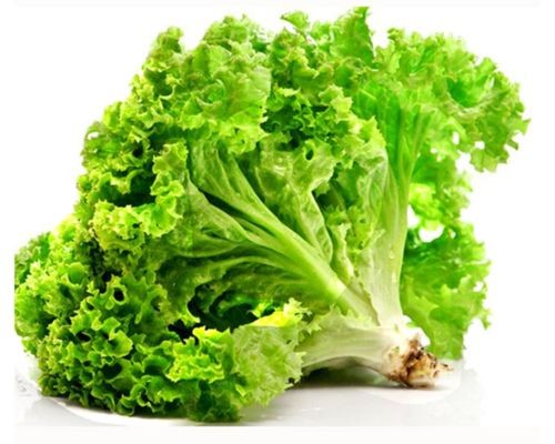 Xà lách lô lô với phần lá xoăn tít đặc trưng