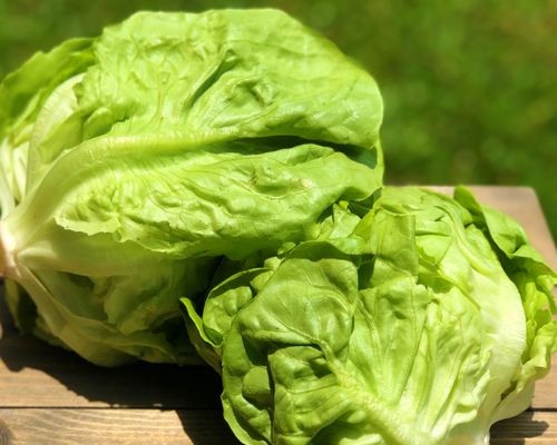 Xà lách mỡ Butterhead có lá mềm mịn và bóng mượt