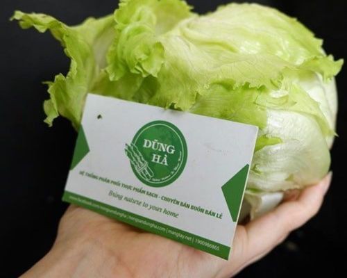 Hình ảnh rau xà lách Mỹ Iceberg với búp cuộn chặt và màu xanh nhạt