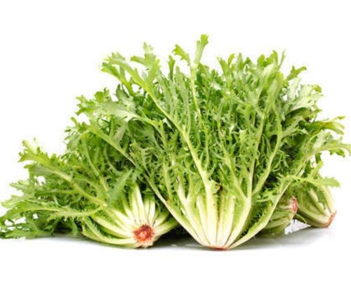 Xà lách phi dê Frise với lá xoăn nhỏ và vị đắng nhẹ