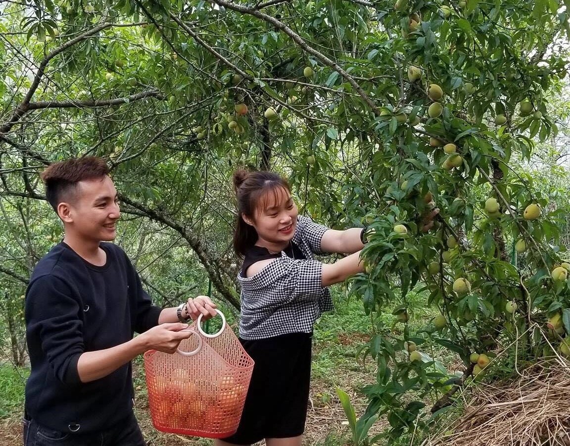 Vườn đào rực rỡ sắc màu