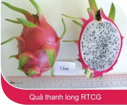 Cận cảnh quả thanh long ruột trắng Chợ Gạo với vẻ ngoài hấp dẫn