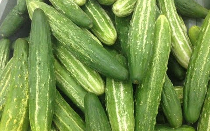 Dưa chuột nếp ta