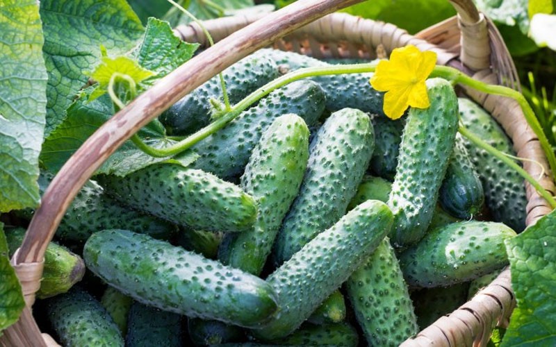 Dưa chuột chùm gai