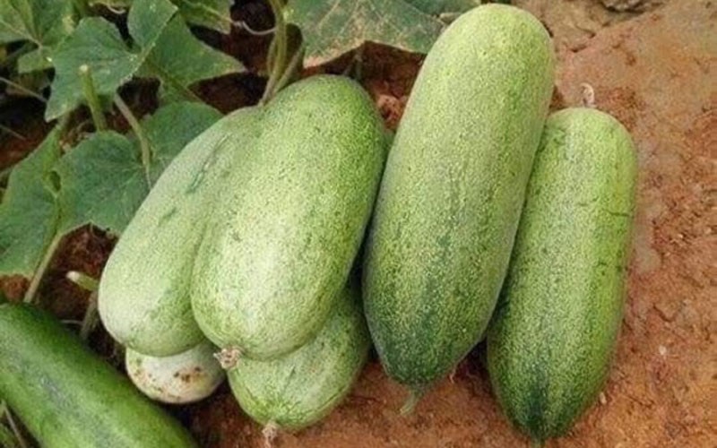 Dưa chuột mèo