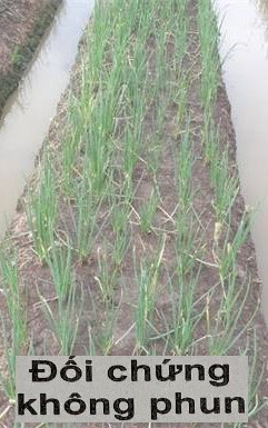 So sánh luống hành phun thuốc Secure 10EC với đối chứng