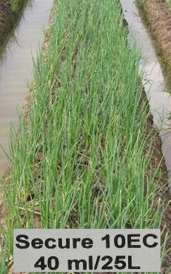 So sánh luống hành phun thuốc Secure 10EC với đối chứng