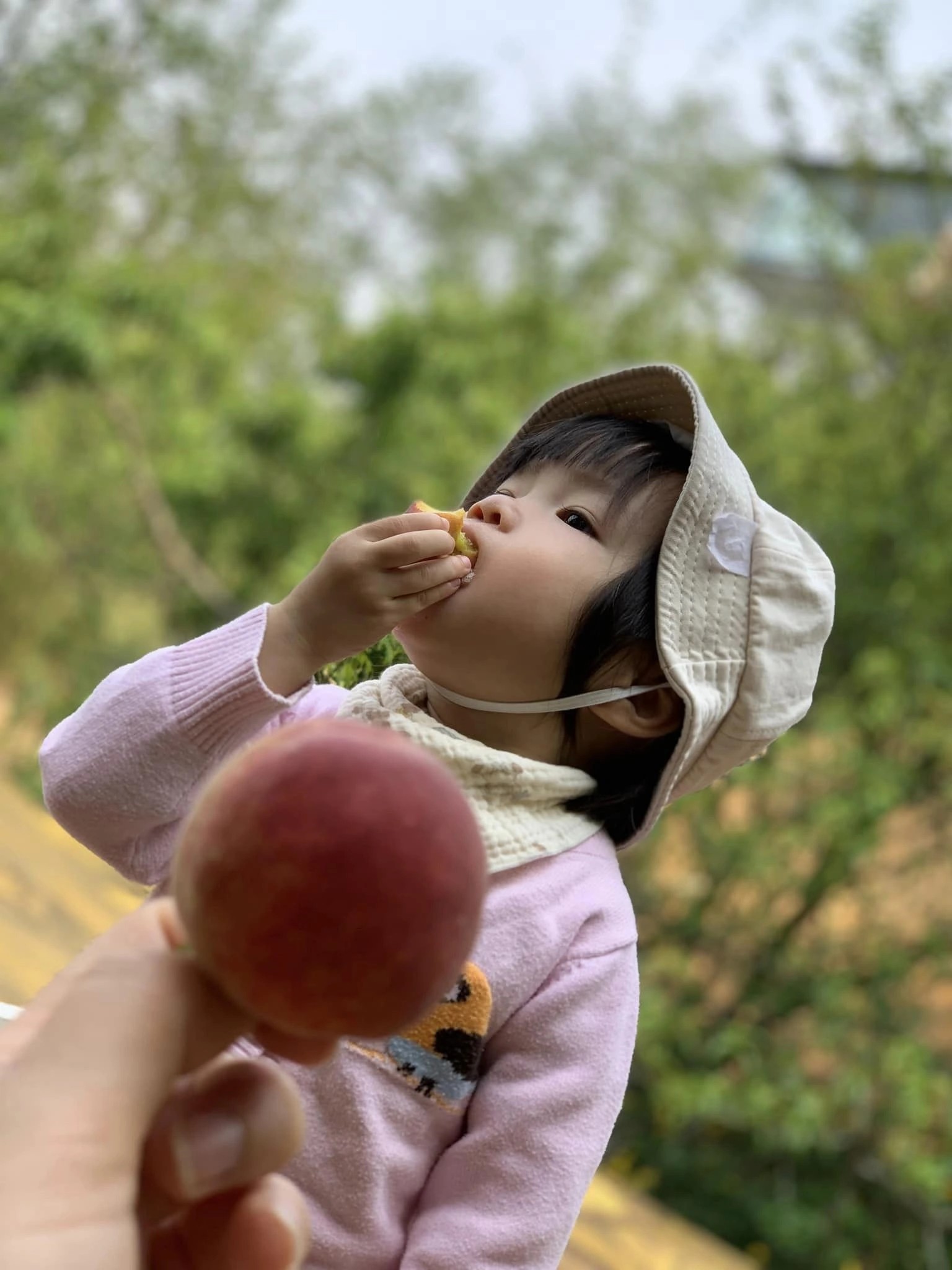 Cận cảnh những trái đào Sapa