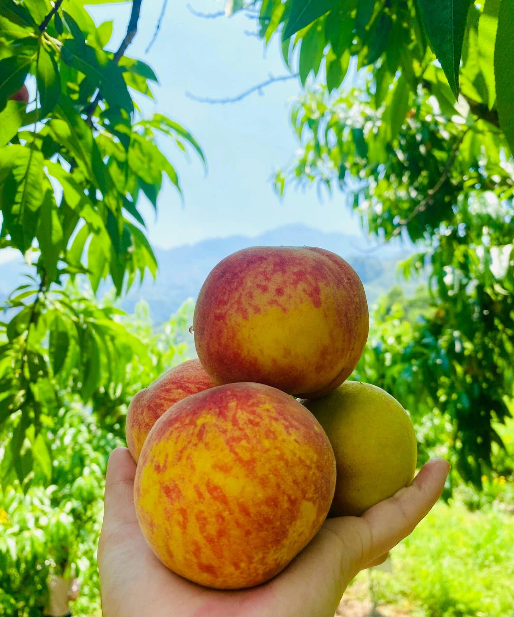 Vườn đào bao quanh nhà dân tộc