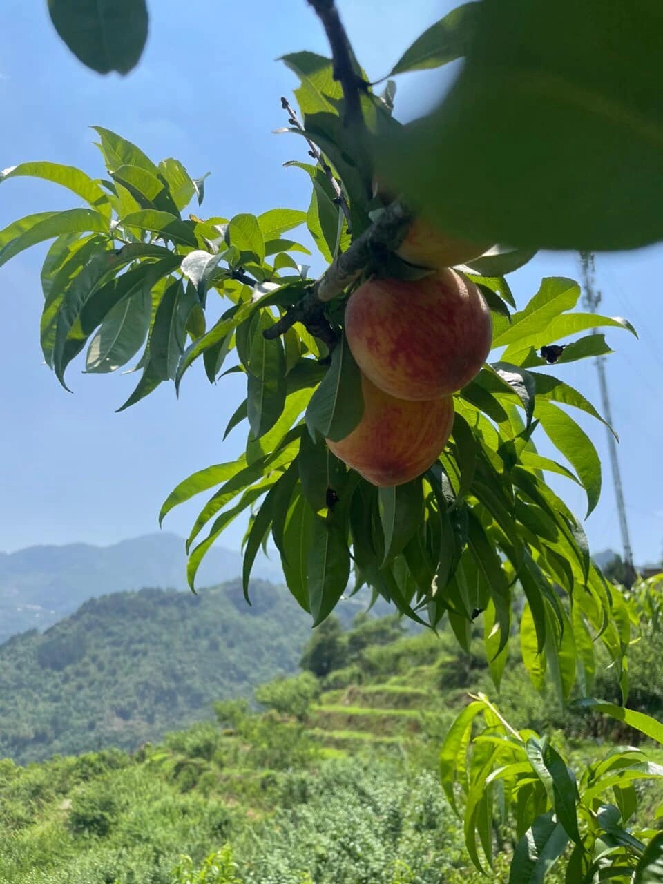 Một bạn trẻ chụp ảnh với cành đào