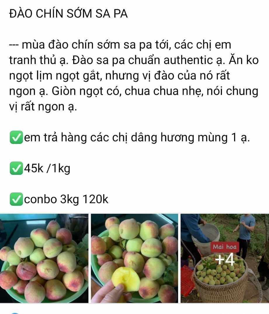 Hình ảnh cành đào trĩu quả