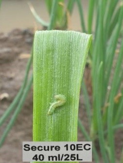 Sâu có triệu chứng nhiễm thuốc 1 ngày sau phun