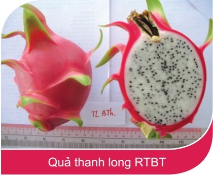 Cận cảnh quả thanh long ruột trắng Bình Thuận với tai quả xanh cứng và thịt quả trắng đục