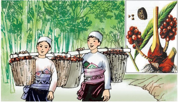 Cảnh quan rừng thảo quả xanh mướt