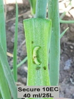 4 ngày sau phun, sâu bắt đầu chết