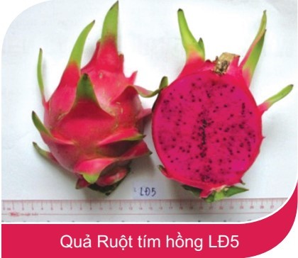 Cận cảnh chùm thanh long ruột tím hồng LĐ5 với vỏ màu đỏ đậm và bóng