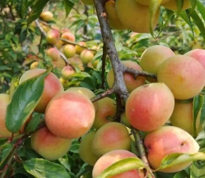 Khách du lịch thích thú chụp ảnh cùng vườn đào