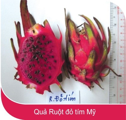 Quả thanh long ruột đỏ Mỹ với màu sắc tím đặc trưng và kích thước vừa phải