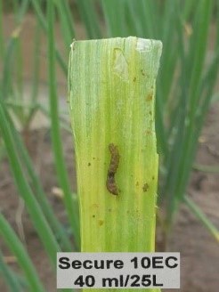 7 ngày sau phun, sâu chết khô