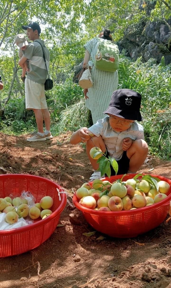 Đào Sapa tươi ngon trên bàn