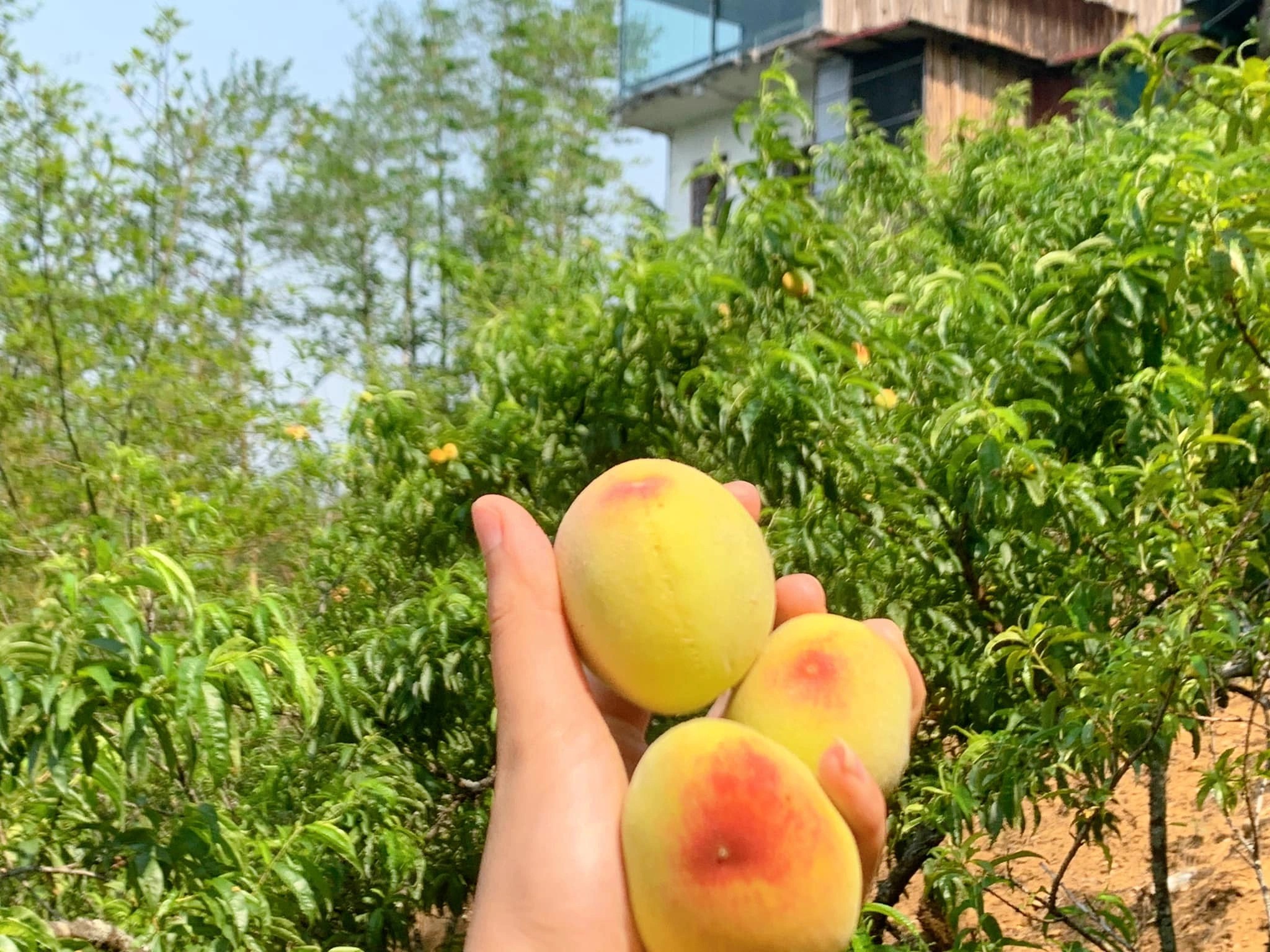 Trẻ em thích thú với những quả đào mọng nước