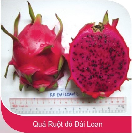 Chùm quả thanh long ruột đỏ Đài Loan chín mọng, hấp dẫn