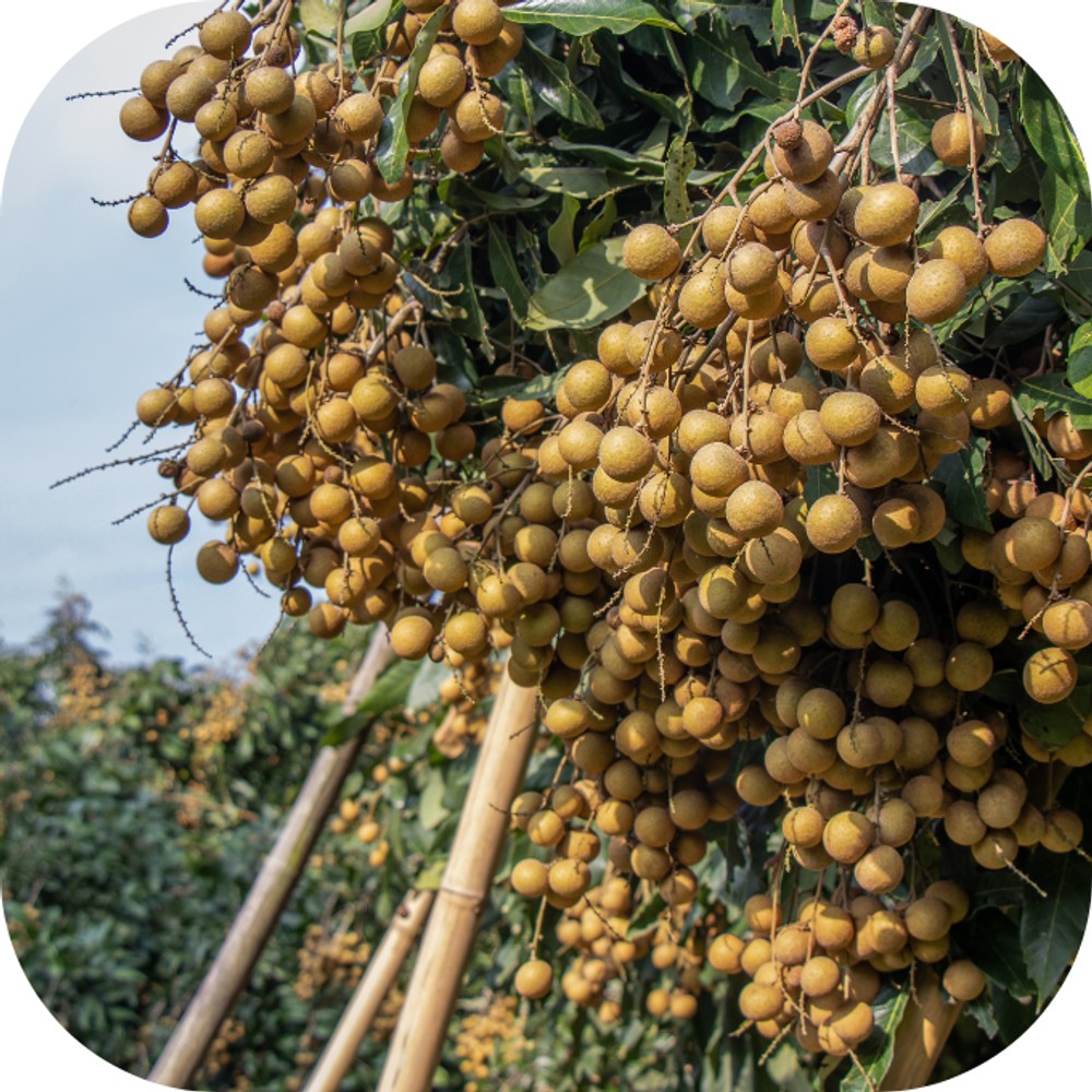 Những chùm nhãn tươi ngon với vỏ ngoài sần sùi đặc trưng