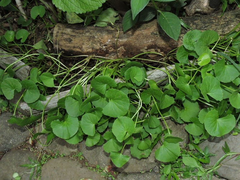 Rau má là một thực phẩm bổ dưỡng mà còn được đánh giá cao trong y học cổ truyền