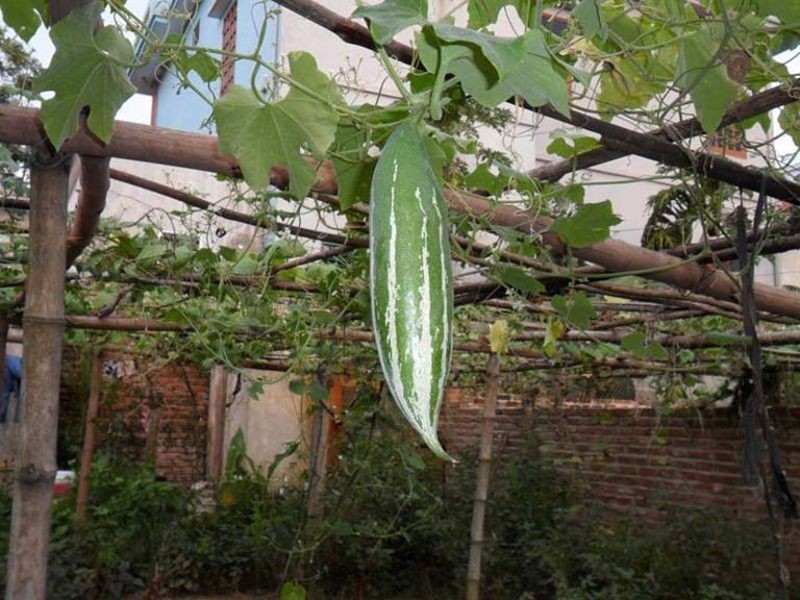 Mướp Nhật với hình dáng độc đáo và gai mềm bao phủ