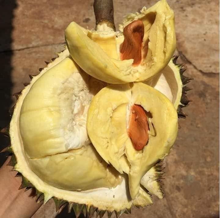 Người tiêu dùng cần tránh mua phải sầu riêng bị sượng.