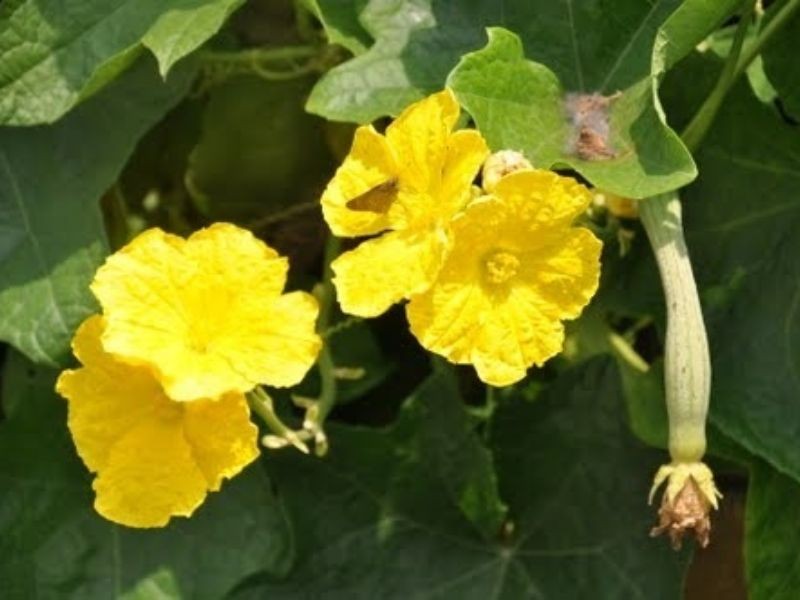 Cảnh quan vườn mướp xanh tươi trĩu quả